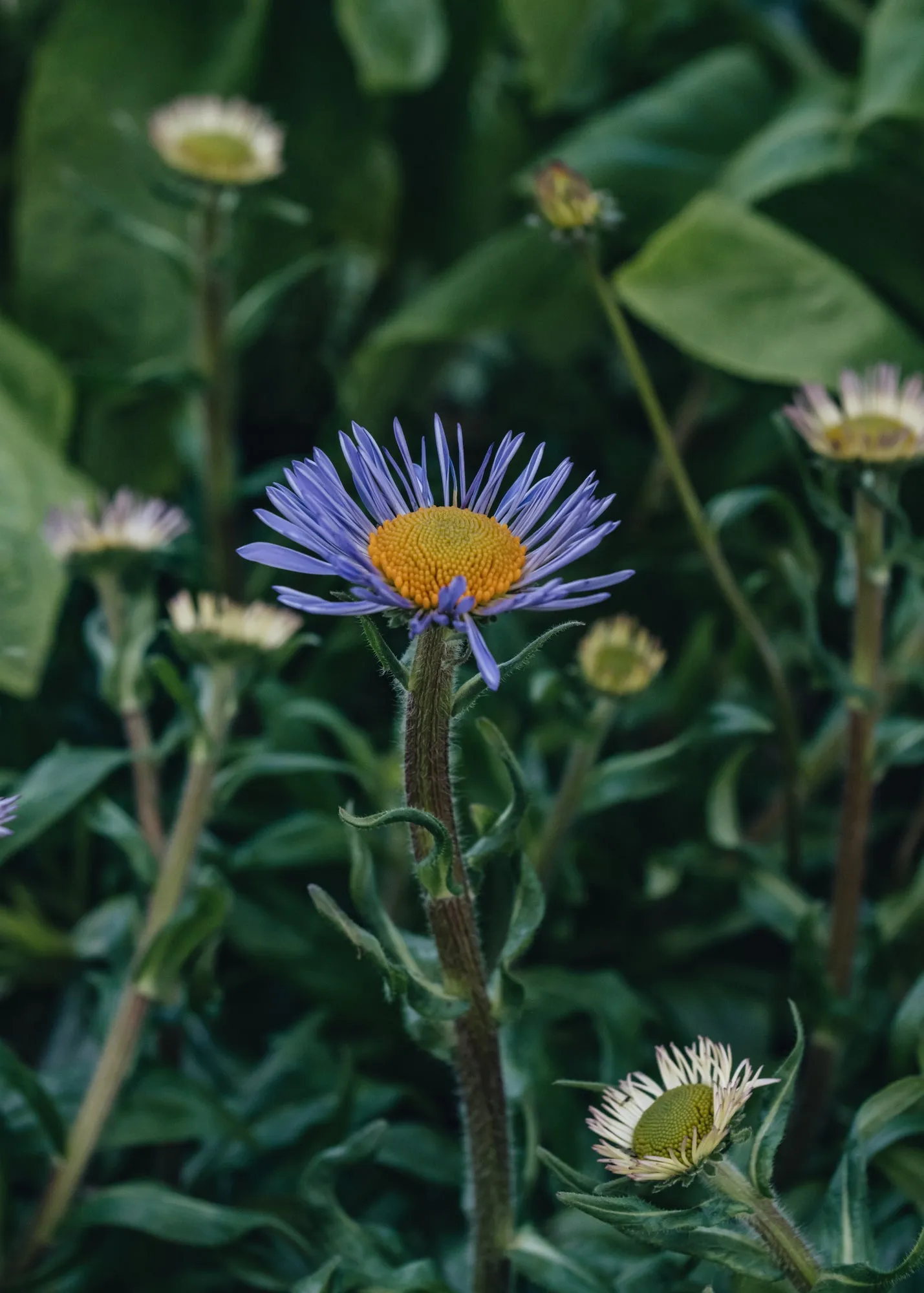 Aster Berggarten