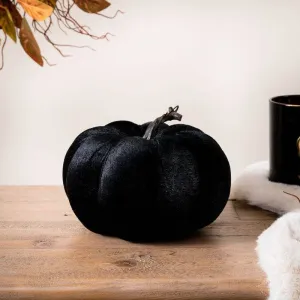 Black Velvet Pumpkin - 18cm